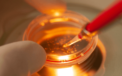 Produção in vitro de embriões bovinos