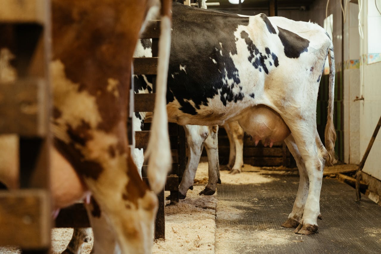 Está precisando acelerar o melhoramento genético de rebanhos leiteiros e gado de corte?