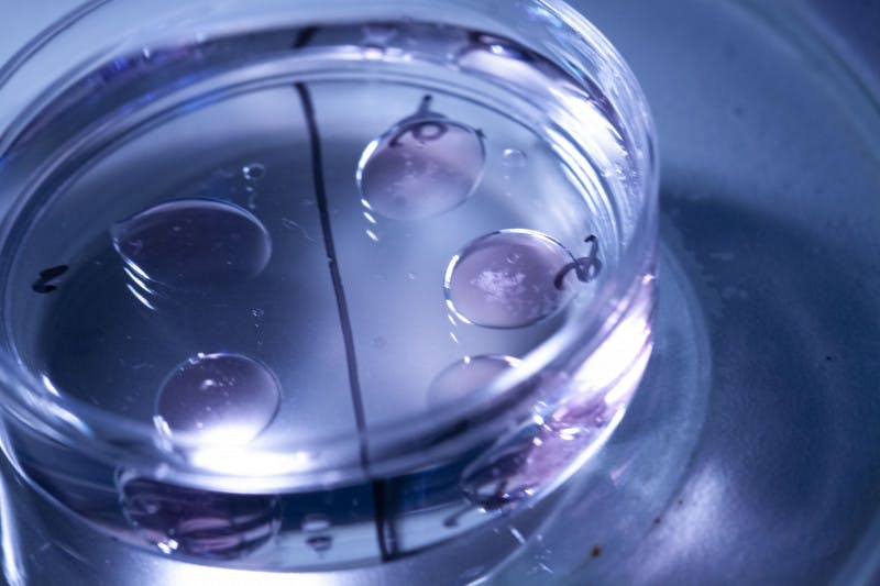 Produção in vitro de embriões (PIV)