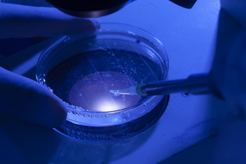 Transferência de embriões