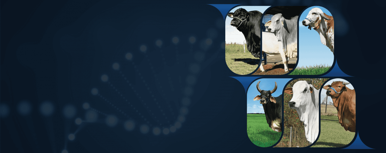 Fertilização In Vitro – FIV